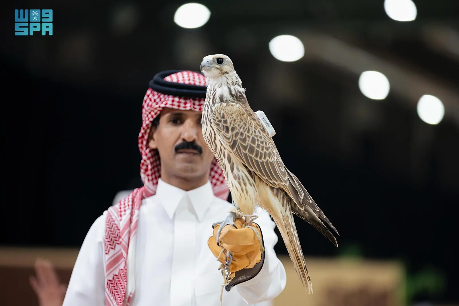 مزاد الصقور